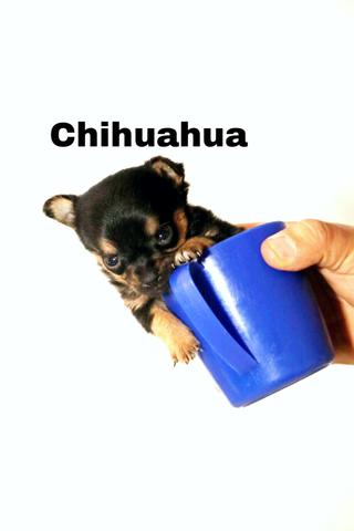 Chihuahua de bolsa SOMENTE HOJE