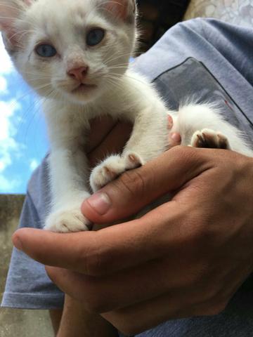 Gatinha para adoção