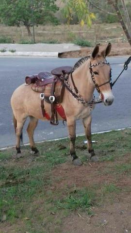 Mula de Patrão Arriada, Mansa e muito boa de sela.