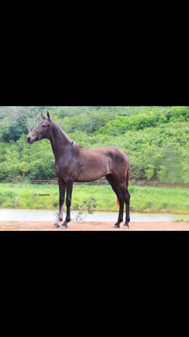 Potra Mangalarga Marchador registrada