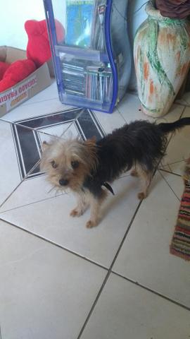 Yorkshire terrier Mini Macho