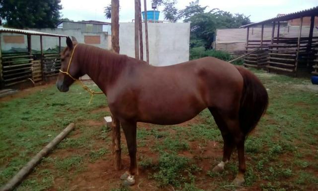 Égua Mangalarga Paulista