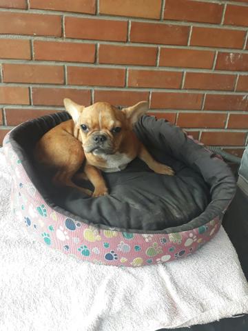 Bulldog francês fêmea