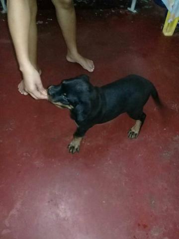 Cachorro