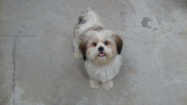 Cachorro macho Lhasa Apso 1 ano