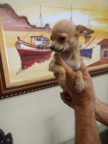 Cadelinha linda da raça Chihuahua