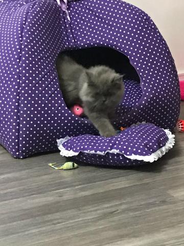 Casinha para animais de estimação