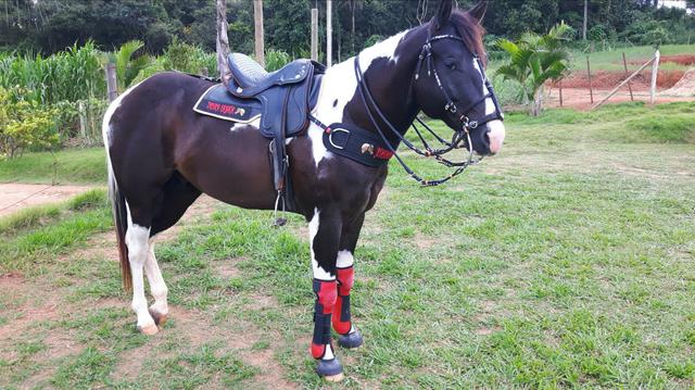 Cavalo Garanhão "PAINT HORSE " pampa "Homozigoto" OPORTUNIDADE ÚNICA"
