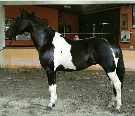 Ma ngalarga Marchador - Cavalo Filho do Vezuvio LJ