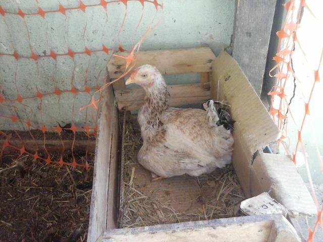 Vendo essa galinha boa chocadeira