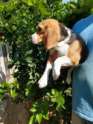 Beagle Beagles
