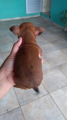 Cadelinhas Pinscher