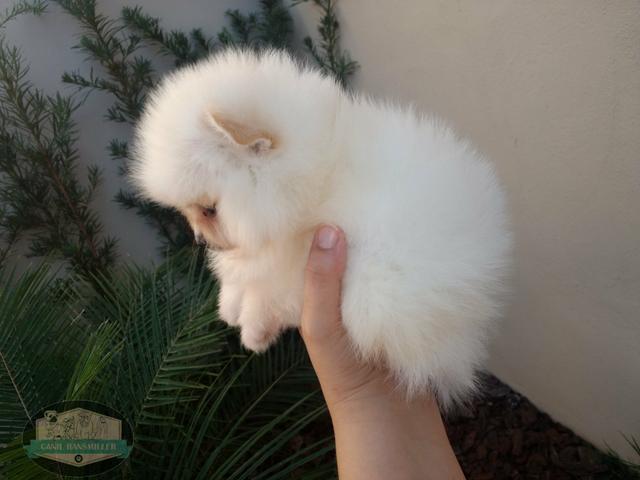 Lulu da Pomerânia anão fêmea e macho banco pérola