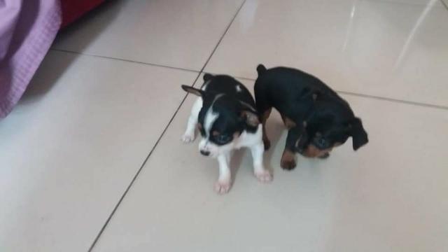 Pinscher fêmea e macho mini