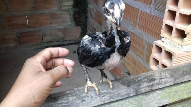 Quero vender esses pintinhos de raça