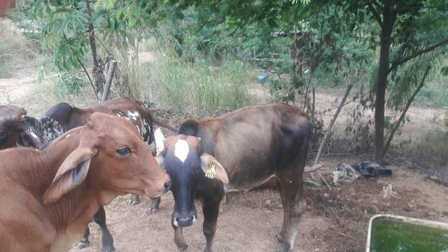 Vende.se 4 bezerros e um bezerro em sete lagoas