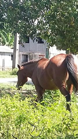 Égua mansa e coberta