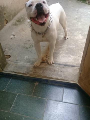 American Bully p/cobertura