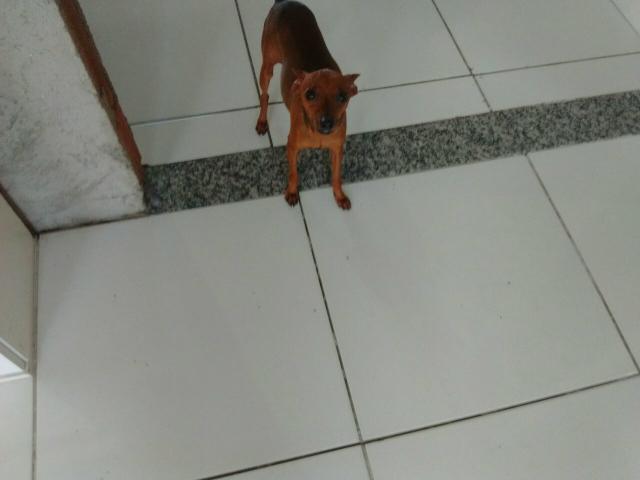 Casal de pinscher