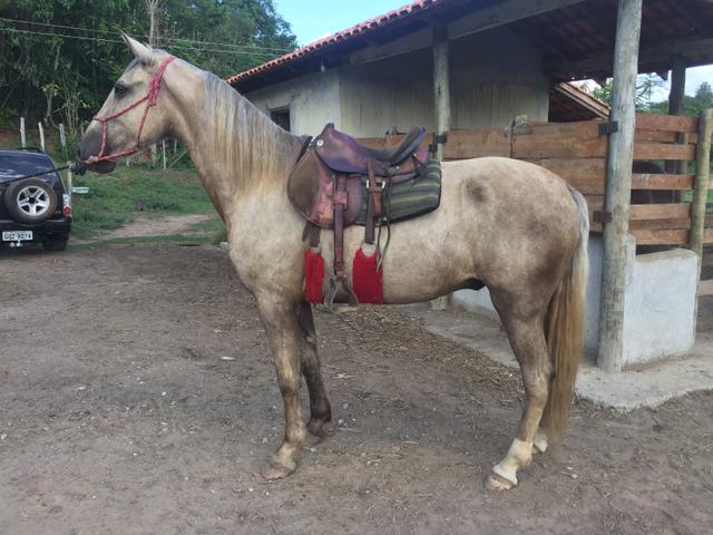 Cavalo Margalarga Marcha Picada