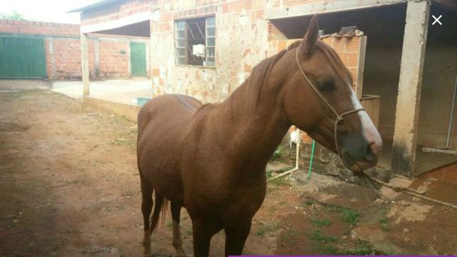 Cavalo quarto de milha