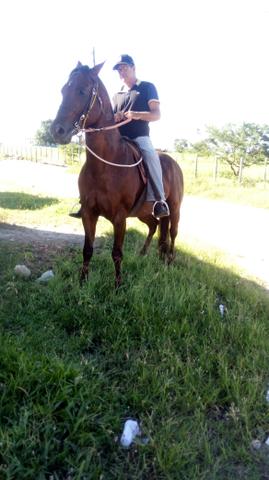 Cavalo quarto de milha