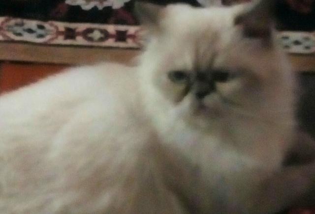 Doa-se Casal de gatos himalaia