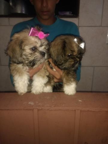 Lhasa Apso fêmeas e machos