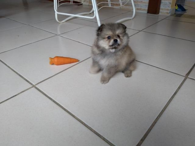 Lindos Luluzinhos - Spitz Alemão