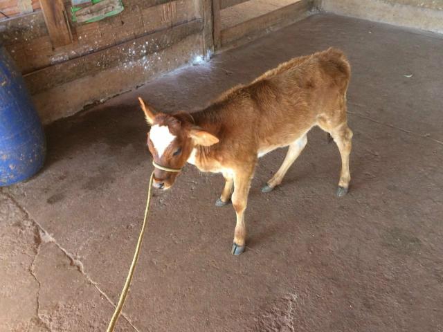 Mini vaca