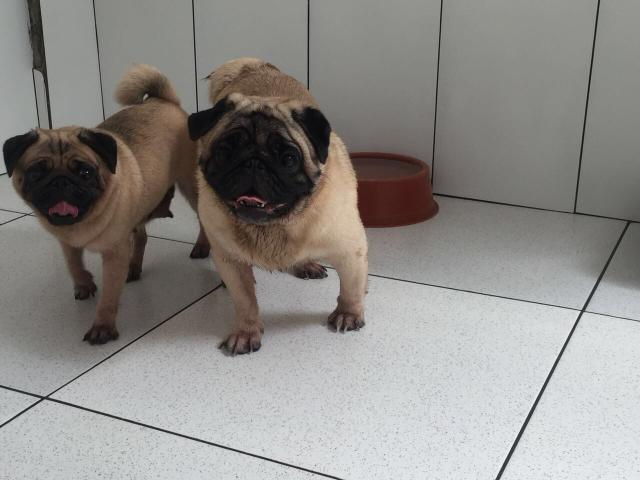 Pug casal