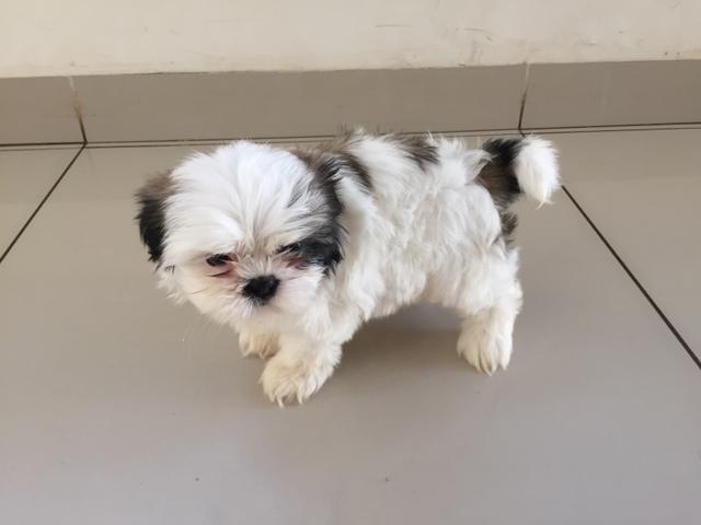 Shih tzu