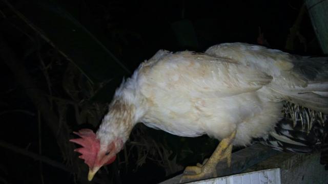Ultima galinha de granja