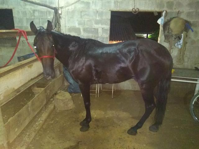 Vendo ou troco num pampa