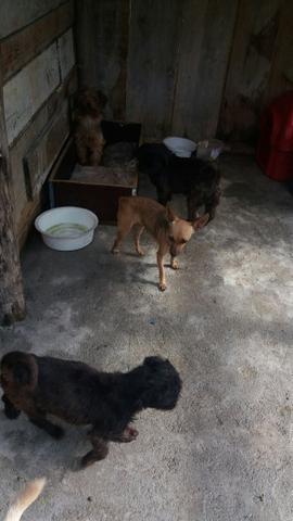 Vendo pinscher Femea