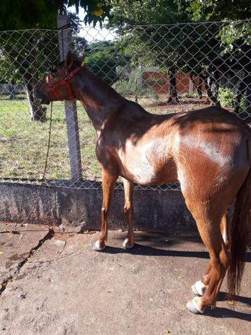Égua mansa de cela é charrete