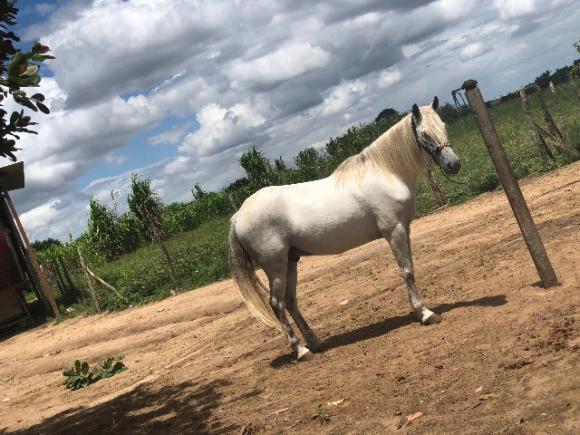 Cavalo de passada