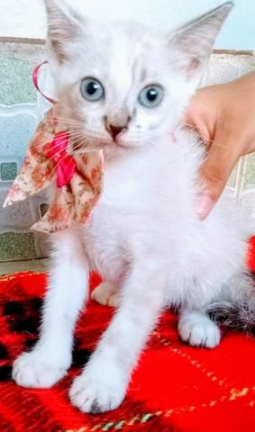 Literalmente Gatinha, linda de ver!!