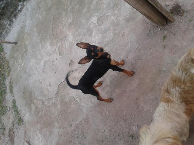 Pinscher macho