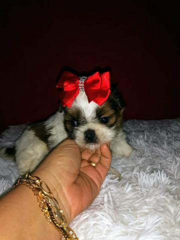 Shih tzu mini lindas fêmeas a pronta entrega