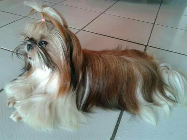 Shihtzu