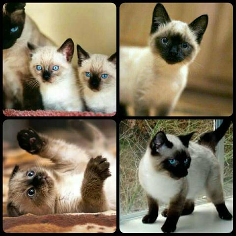 Siamês 100% puros e com garantia só aqui!