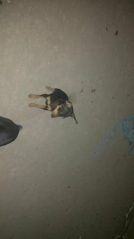Vendo uma fêmea pinscher