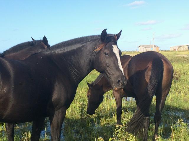 Égua Crioula Domada Pela