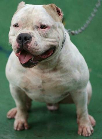 American Bully