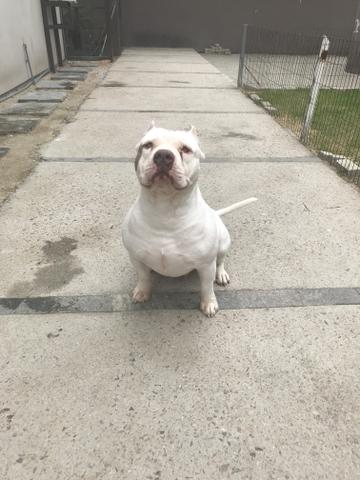 American bully red nose macho