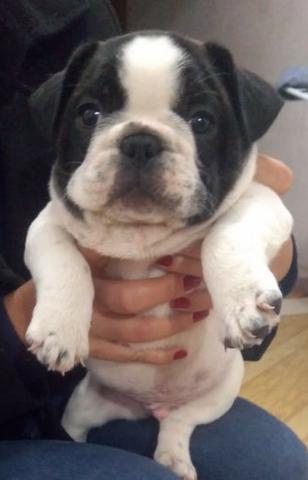 Bulldog Francês
