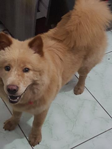 Cachorro chow chow