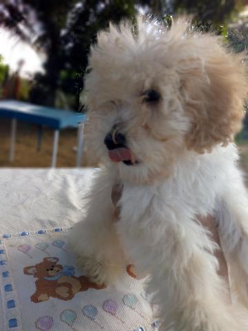 Cachorros poodle machos. Leia a descrição