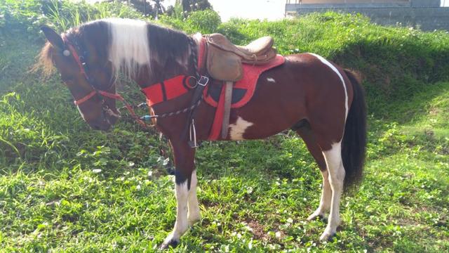 Cavalo Pampa de Castanho Picado